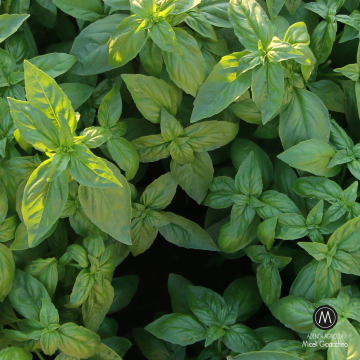 Pesto alla Trapanese 290 g