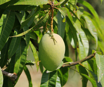 6-MANGOAVOKADO-1.jpg
