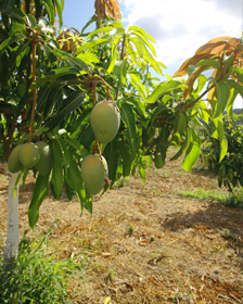 6-MANGOAVOKADO-2.jpg