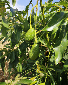 6-MANGOAVOKADO-3.jpg